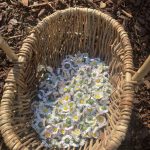 Plantes sauvages et remèdes médicinaux