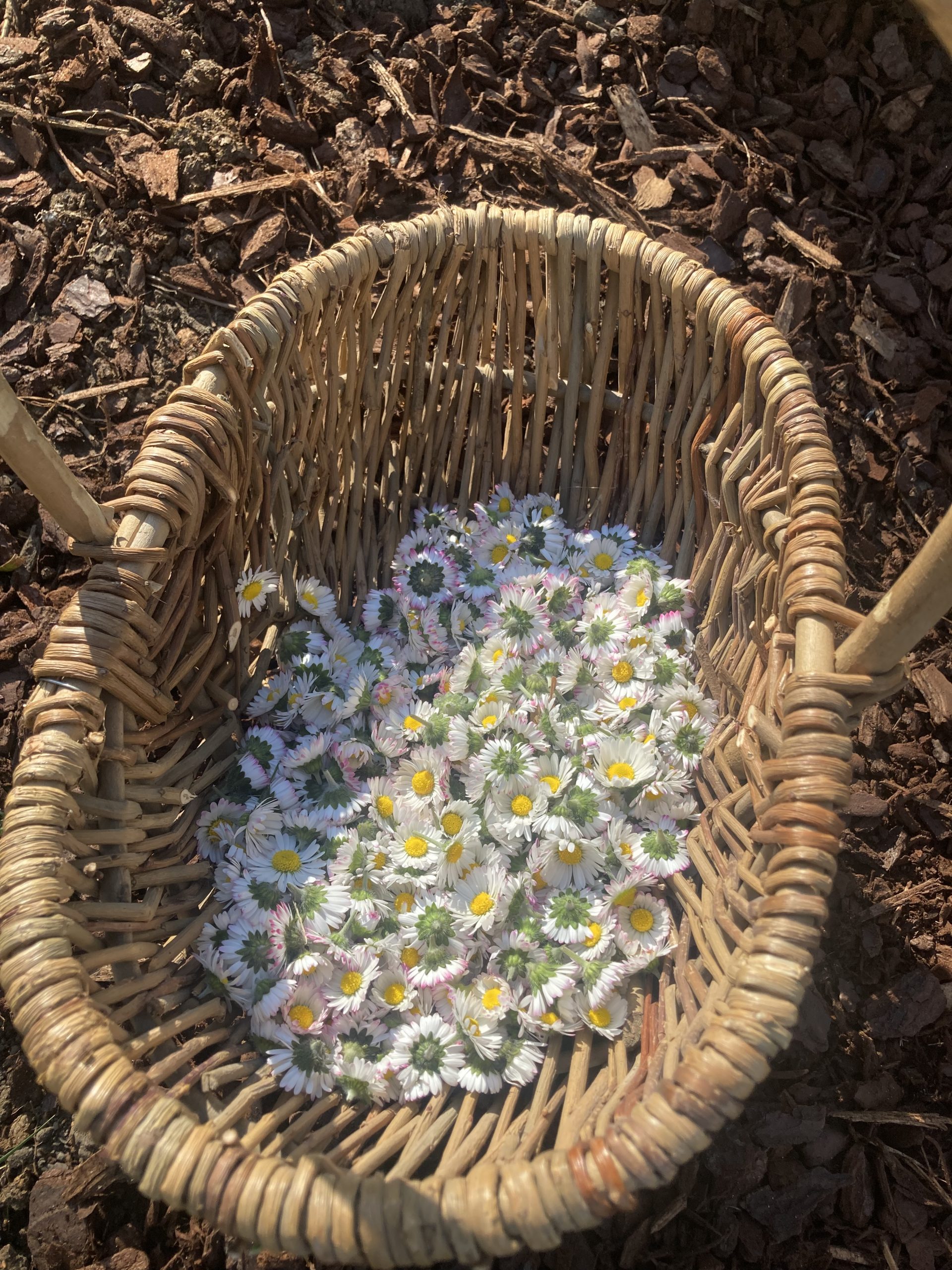 Plantes sauvages et remèdes médicinaux